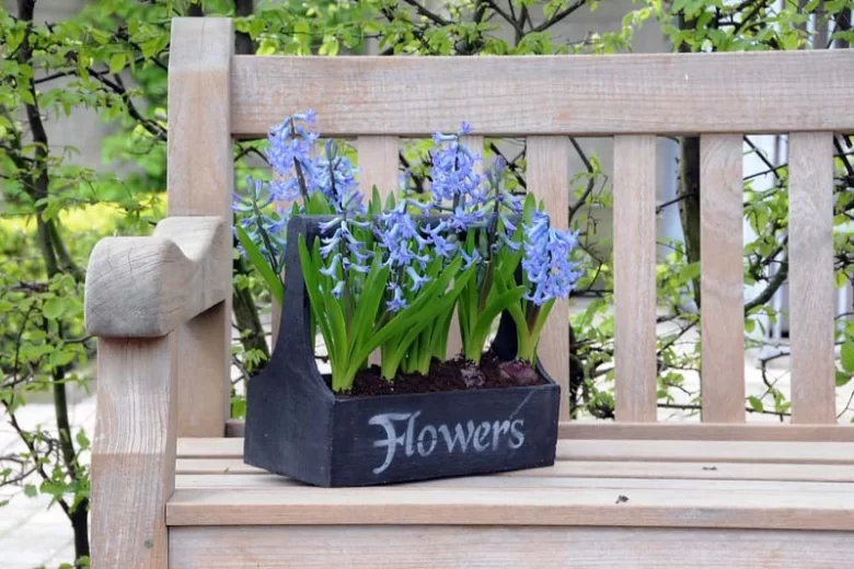 Hyacinthus Orientalis 'Blue Festival', Hyacinth 'Blue Festival', Multi-flowering Hyacinth, Dutch Hyacinth, Hyacinthus Orientalis, Hyacinthus Multiflora, Spring Bulbs, Spring Flowers, blue hyacinth, blue flower