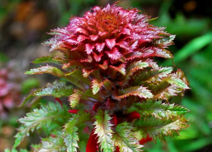 Pedicularis densiflora, Indian Warrior, Warrior's Plume, California Native Plants, California Native Perennial, Red flowers
