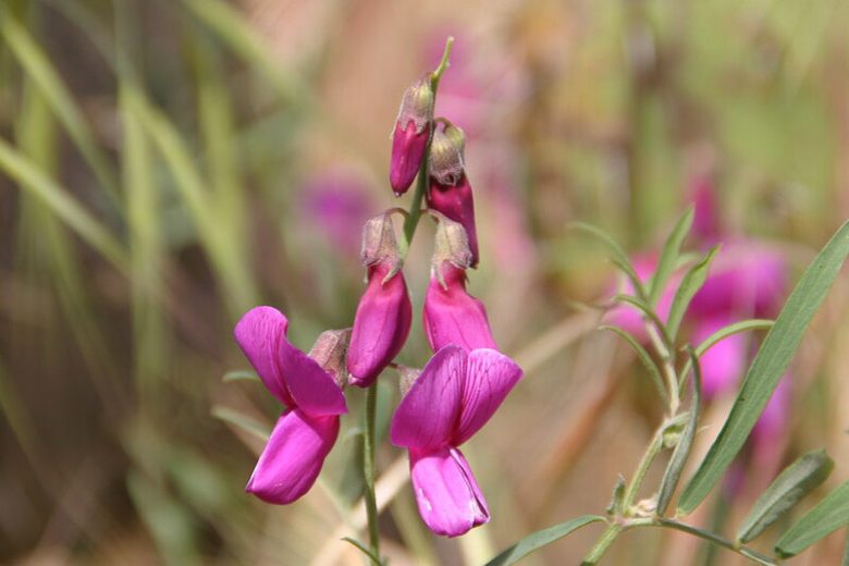 Lathyrus vestitus, Pacific Pea, Wild Sweet Pea, Canyon Pea, Fragrant Flowers, Pink Flowers, Purple Flowers, Perennial flowers, Cut flowers, deer resistant flowers