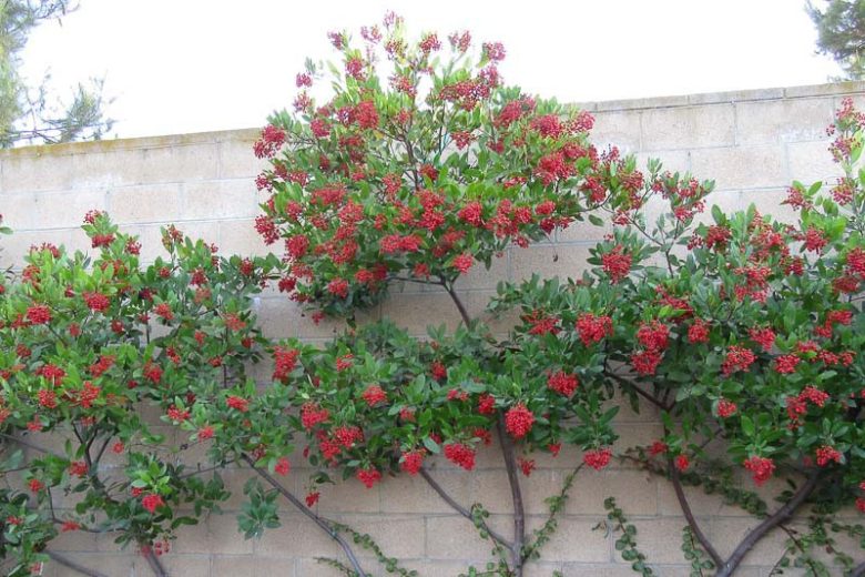 Heteromeles arbutifolia, Toyon, California Christmasberry, Christmasberry, California Holly, Hollywood