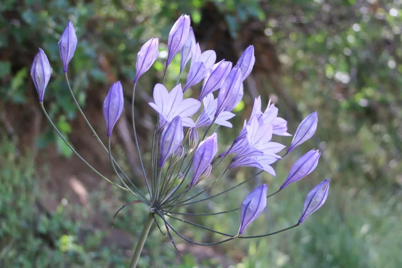 Triteleia Laxa, Ithuriel's Spear, Triplet Lily, Fool's Onion, Brodiaea Laxa, Grassnut, Blue Brodiaea, Bloomeria, Long Rayed Triteleia, Pretty Face, Starflower, Wild Hyacinth, Wally Baskets , Spring Bulbs, Spring Flowers, Blue Flowers