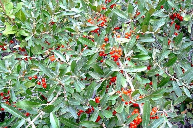 Shepherdia argentea, Silver Buffaloberry, Buffaloberry, Buffalo Berry, Rabbit Berry, Beef Suet Tree, Silverberry, Elaeagnus utilis, Lepargyrea argentea, Red berries, evergreen shrub