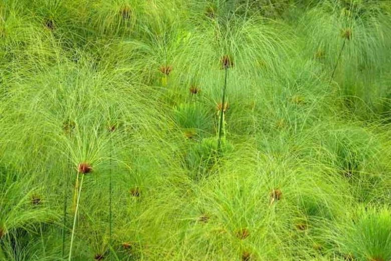 Cyperus papyrus, Papyrus, Egyptian Paper Reed, Egyptian Paper Rush,  Paper Reed, Indian Matting Plant, Nile Grass, Aquatic Perennial, Pond Plant