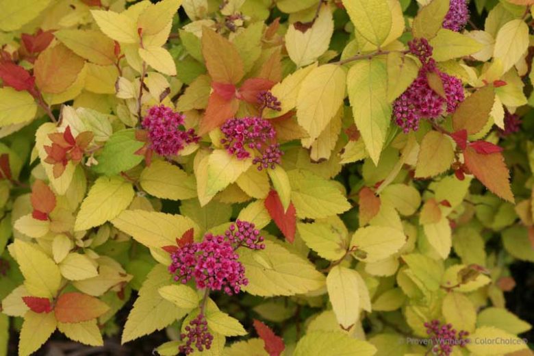 Spiraea Double Play® Candy Corn®, Japanese Spiraea Double Play® Candy Corn®, Spirea Double Play® Candy Corn®, Double Play Candy Corn Spirea, Yellow Spirea, Pink Flowers