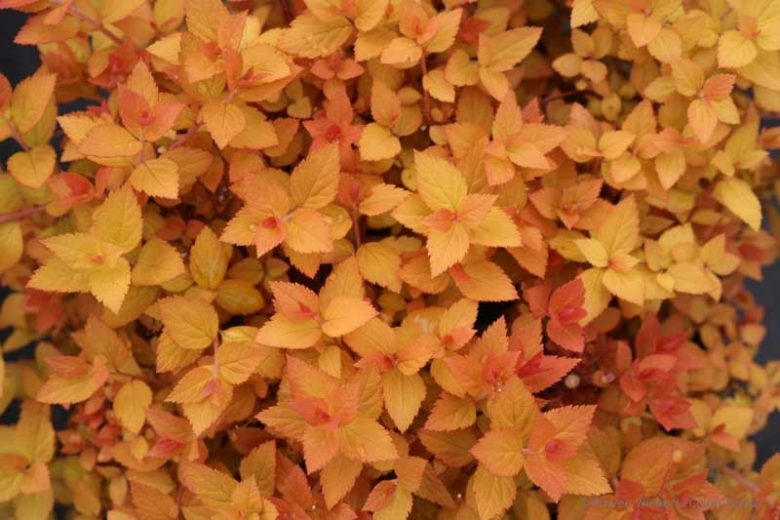 Spiraea Double Play® Candy Corn®, Japanese Spiraea Double Play® Candy Corn®, Spirea Double Play® Candy Corn®, Double Play Candy Corn Spirea, Yellow Spirea, Pink Flowers