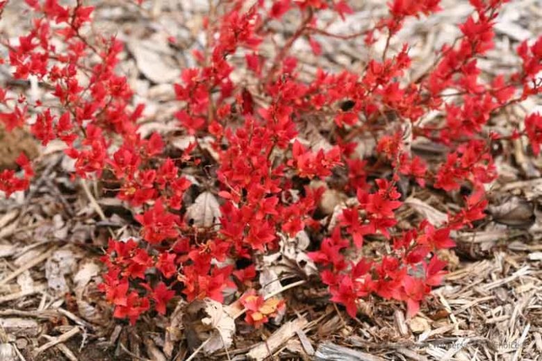 Spiraea Double Play® Candy Corn®, Japanese Spiraea Double Play® Candy Corn®, Spirea Double Play® Candy Corn®, Double Play Candy Corn Spirea, Yellow Spirea, Pink Flowers