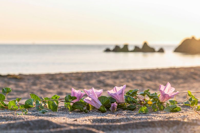 Calystegia soldanella, Beach Morning Glory, Seashore False Bindweed, Sea Bindweed, Scotch Scurvy Grass, Sea Bells, Sea Coal, Sea Foal-Foot, Convolvulus soldanella, Perennial Vine, Native Vine, Pink Flowers