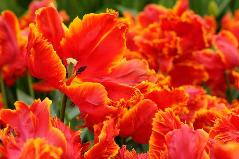 Parrot Tulips