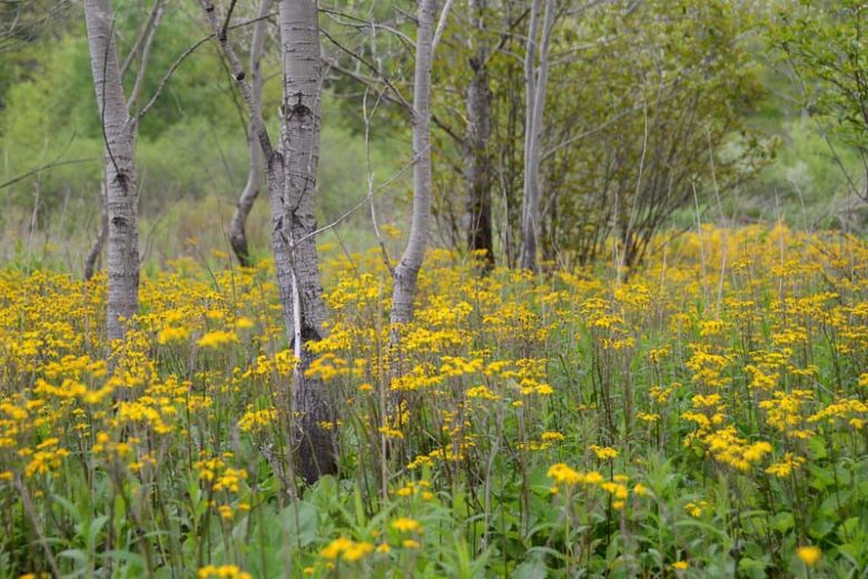 Packera aurea, Golden Groundsel, Golden Ragwort, Butterweed, Senecio aureus, Senecio gracilis, Yellow Flowers, Yellow Perennials
