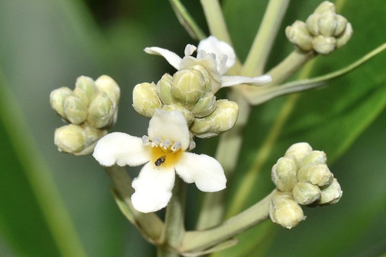 Avicennia germinans, Black Mangrove, Avicennia nitida, Florida Native Shrub, Florida Native Tree, Evergreen Shrub, Evergreen Tree