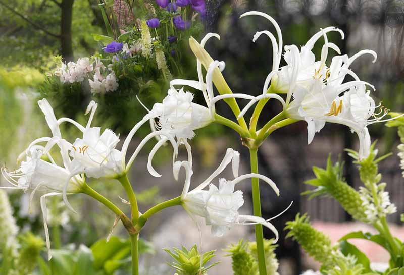 Hymenocallis, spider lily, Peruvian daffodil, summer daffodil,