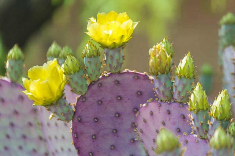 Opuntia santarita Tubac, Santa Rita Prickly Pear, Opuntia santa-rita, Opuntia gosseliniana var. santarita, Opuntia chlorotica var. santarita, Opuntia violacea var. santarita, pink succulent, pink cactus, purple cactus, drought tolerant plant,