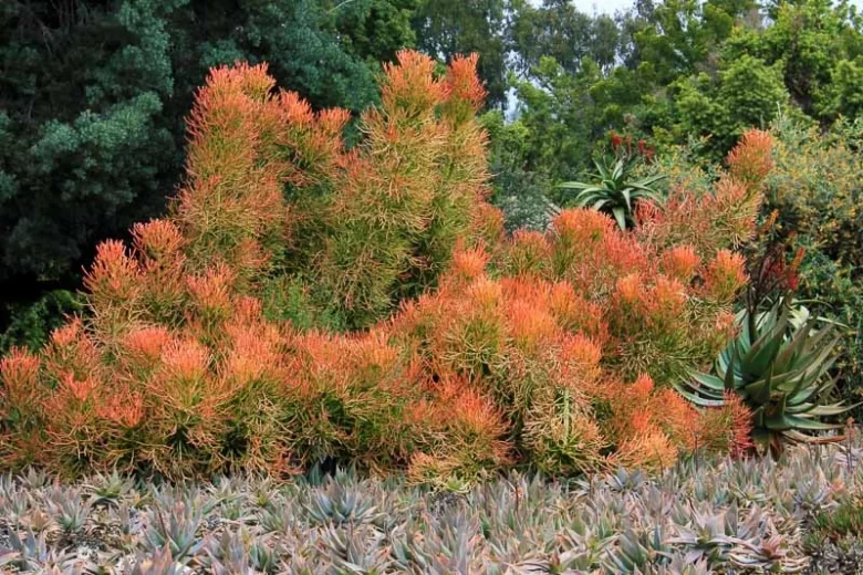 Euphorbia tirucalli 'Sticks on Fire', Fire Sticks, Euphorbia tirucalli 'Rosea', Red Pencil Tree, Pencil Tree, Milkbush, Milk Bush, Finger Tree, Sticks of Fire 'Rosea', orange ticks, red sticks, Euphorbia tirucalli 'Rosea',Red Pencil Tree
