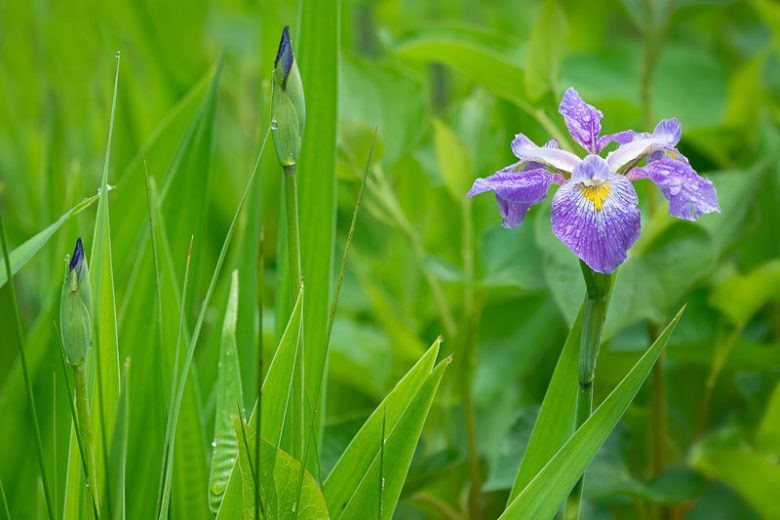 Iris virginica, Virginia Iris, Great Blue Flag, Southern Blue Flag, Iris for Ponds, Perennial for wet soil, Perennial for poorly drained soils, Purple Flowers