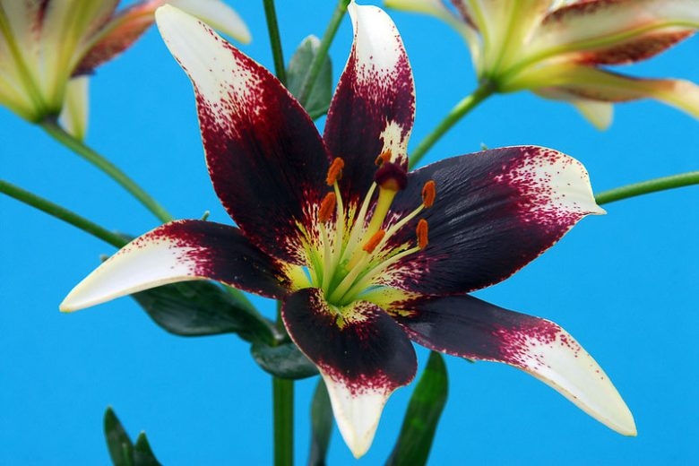 Lilium 'Netty's Pride',Lily 'Netty's Pride', Asiatic Lily 'Netty's Pride', Bicolored Lily, Red Lily, Dark Lily, Summer flowering Bulb, early summer flowering lili