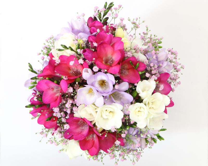 Freesia, Single Freesia, Double Freesia, Freesia planting information, planting freesias, planting freesia, how to grow freesia, how to grow freesias, how to care for freesia