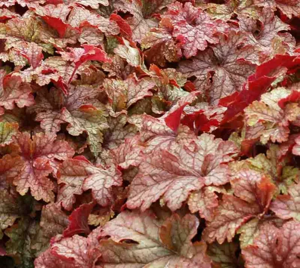 Heucherella 'Honey Rose', Foamy Bells 'Honey Rose, Shade plants, Evergreen perennials, Caramel Heucherella, Caramel Foamy Bells
