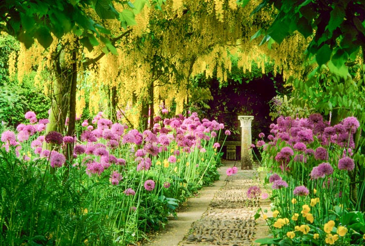 Laburnum × watereri 'Vossii', Golden Chain Tree, Bean Tree, Yellow Flowers