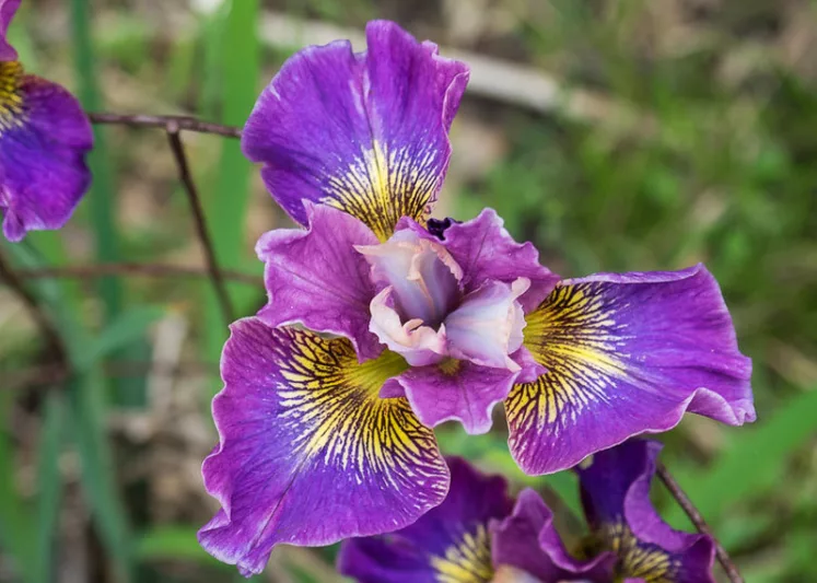 Siberian Iris Charming Billy, Iris Sibirica Charming Billy, Siberian flag Charming Billy, Purple Flowers, Purple Iris, Purple Siberian iris