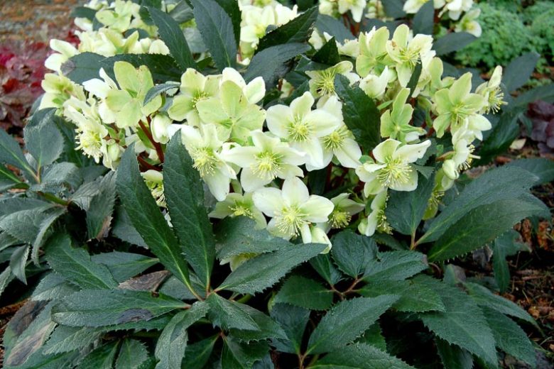 Helleborus × Nigercors 'Honeyhill Joy', Honeyhill Joy Hellebore, Helleborus 'Honeyhill Joy', Helleborus 'Honeyhill Joy',  White Hellebore, White Lenten Rose