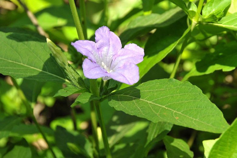 Ruellia caroliniensis, Carolina Wild Petunia, Wild Petunia, Lavender flowers, Lilac Flowers, Purple Flowers