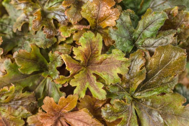Heucherella Fun and Games® 'Hopscotch', Evergreen perennials, Caramel Heucherella, Caramel Foamy Bells, Red Heucherella, Red Foamy Bells