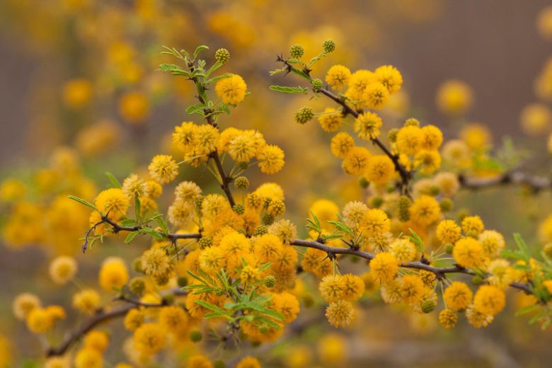 Acacia farnesiana, Huisache, Texas Huisache, Sweet Acacia, Perfume Acacia, Mealy Acacia, Mealy Wattle, Cassie, Vachellia farnesiana, Evergreen Tree, Evergreen Shrub, Yellow Flowers, Fragrant Shrub, Fragrant Tree