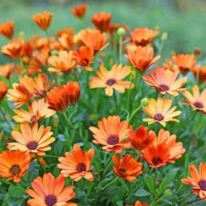 Arctotis, arctotis x hybrida, African daisy, arctotis The Raven Series, Arctotis x hybrida Flame, Arctotis Bumble Bee, Arctotis Arc of Fire, Arctotis Pumpkin Pie, Arctotis Sunspot, Arctotis Pink Sugar, Drought tolerant flowers, Long blooming season