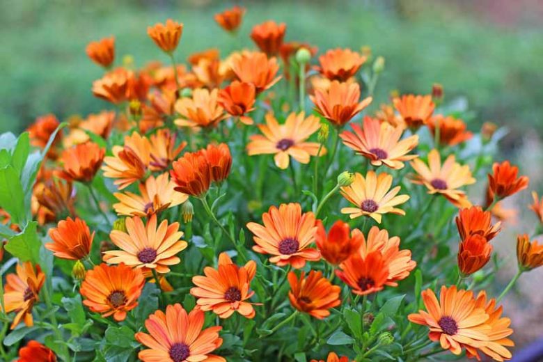 Arctotis, arctotis x hybrida, African daisy, arctotis The Raven Series, Arctotis x hybrida Flame, Arctotis Bumble Bee, Arctotis Arc of Fire, Arctotis Pumpkin Pie, Arctotis Sunspot, Arctotis Pink Sugar, Drought tolerant flowers, Long blooming season