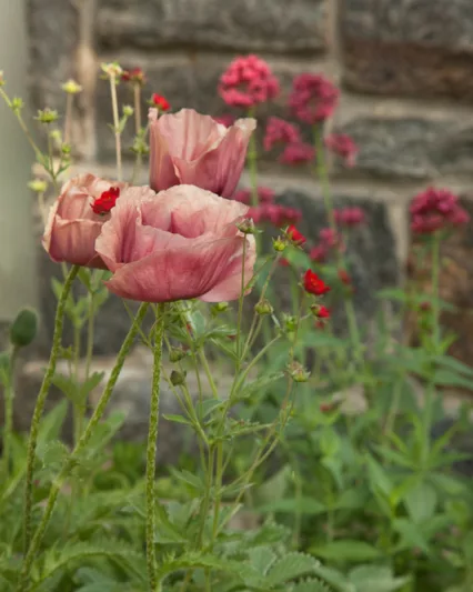 Papaver Orientale 'Marlene', Oriental Poppy 'Marlene', Pink Poppy, Pink Flower, Pink Papaver, Pink Orientale Poppy