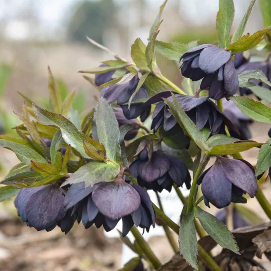 Dark and Handsome Hellebore, Helleborus Dark and Handsome,  Hellebore 'Dark and Handsome', Lenten Rose 'Dark and Handsome', Black Hellebore, Black Lenten Rose