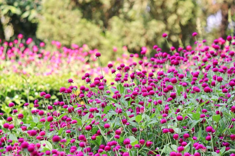 Gomphrena globosa, Globe Amaranth, Bachelor's Button, Globe Flower, Red Globe Everlasting, Purple flowers, Pink flowers