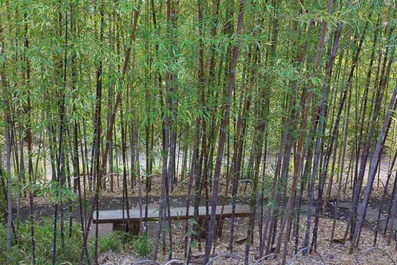 Phyllostachys nigra 'Boryana', Tiger Bamboo, Leopard Bamboo, Black Bamboo 'Boryana', Phyllostachys nigra 'Bory', Phyllostachys boryana, Running Bamboo, Evergreen Bamboo, Shade plants, shade perennial, plants for shade, plants for wet soil