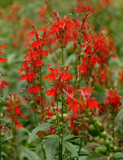 Lobelia Cardinalis, Cardinal Flower, Water Gladiole, Red Bay, Scarlet Lobelia, Slinkweed, Bog Sage, Hog's Physic, Indian Pink, Lobelia fulgens, Lobelia splendens, Red flowers