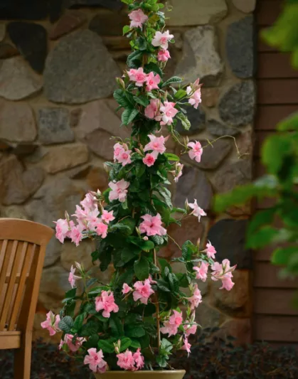 Mandevilla Summer Romance Double Pink, Pink Dipladenia, Pink Mandevilla, Evergreen Vine, Evergreen Climber, Pink Flowers