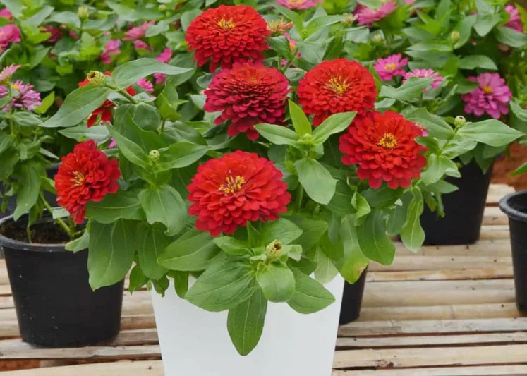 Zinnia Holi Scarlet, Zinnia elegans 'Holi Scarlet', Scarlet Zinnia, Scarlet Double Zinnia, Bedding Zinnia, Small Zinnia