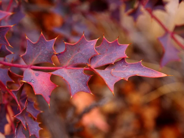 Mahonia fremontii, Fremont's Mahonia, Desert Mahonia, Desert Oregon-grape, Fremont Barberry, Holly Grape, Berberis fremontii, Berberis higginsiae, Mahonia higginsiae, Odostemon fremontii, Yellow Flowers, evergreen shrub