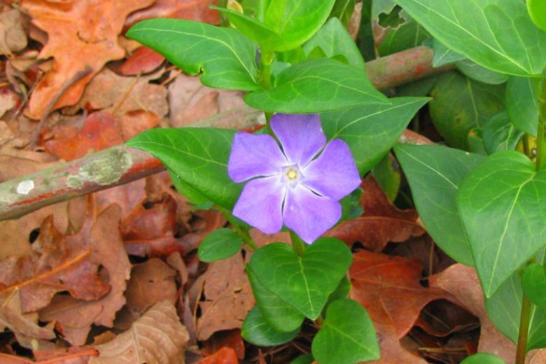 Vinca major, Periwinkle, Greater Periwinkle, Bigleaf Periwinkle, Evergreen Perennial, Evergreen Ground Cover, Evergreen GroundCover, Shade perennials, Plants for shade, Blue Vinca, Blue Groundcover