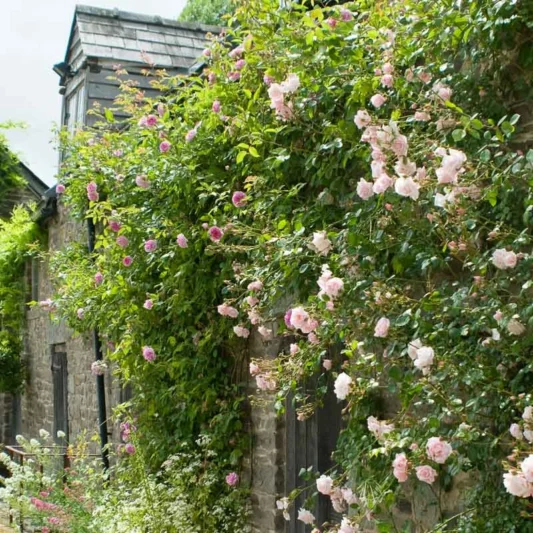 Rose New Dawn, Rosa New Dawn, David Austin Roses, English Roses, Pink roses, climbing roses, very fragrant roses, Favorite roses, AGM Roses