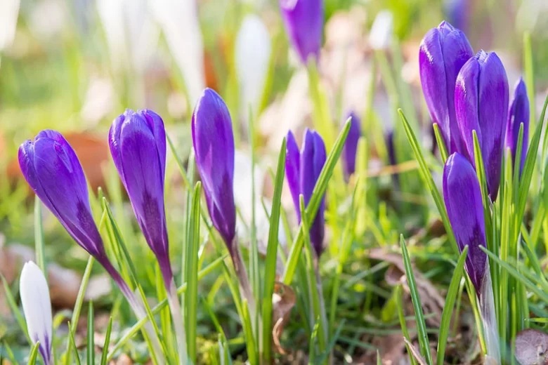 Crocus vernus Grand Maitre, Dutch Crocus 'Grand Maitre', Crocus 'Grand Maitre', Spring Bulbs, Spring Flowers ,Giant Dutch crocus, Dutch crocus, Early Spring bulbs, Violet bulb, Blue bulb, Early flowering bulb