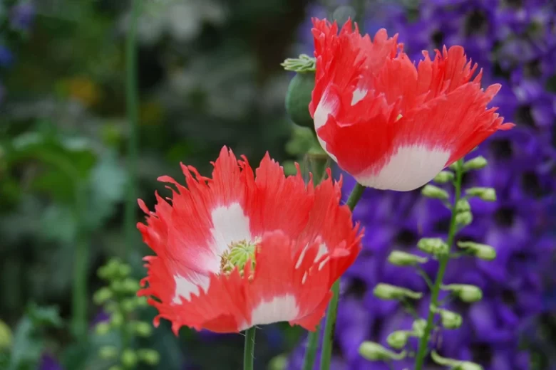 Papaver somniferum 'Danish Flag',  Opium Poppy 'Danish Flag', Papaver 'Danish Flag', Breadseed Poppy 'Danish Flag', Papaver 'Danebrog', Danebrog Poppy, Papaver somniferum 'Danebrog', Red Flower, Red Papaver, Red Opium Poppy