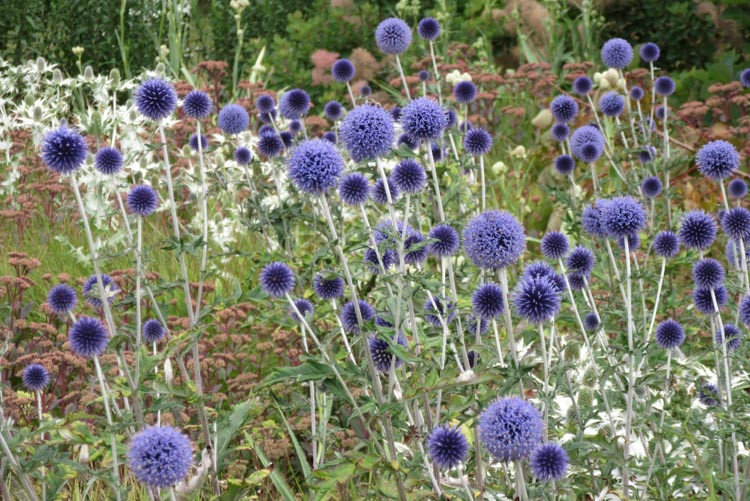 Globe thistle Veitch's Blue, Globe Thistle 'Veitch's Blue', Echinops bannaticus 'Veitch's Blue', Echinops 'Veitch's Blue', Echinops 'Veitch's Dwarf Blue', Blue perennials, drought tolerant plants, low maintenance plants, Veitch's blue echinops