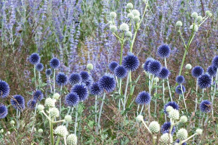 Globe thistle Veitch's Blue, Globe Thistle 'Veitch's Blue', Echinops bannaticus 'Veitch's Blue', Echinops 'Veitch's Blue', Echinops 'Veitch's Dwarf Blue', Blue perennials, drought tolerant plants, low maintenance plants, Veitch's blue echinops