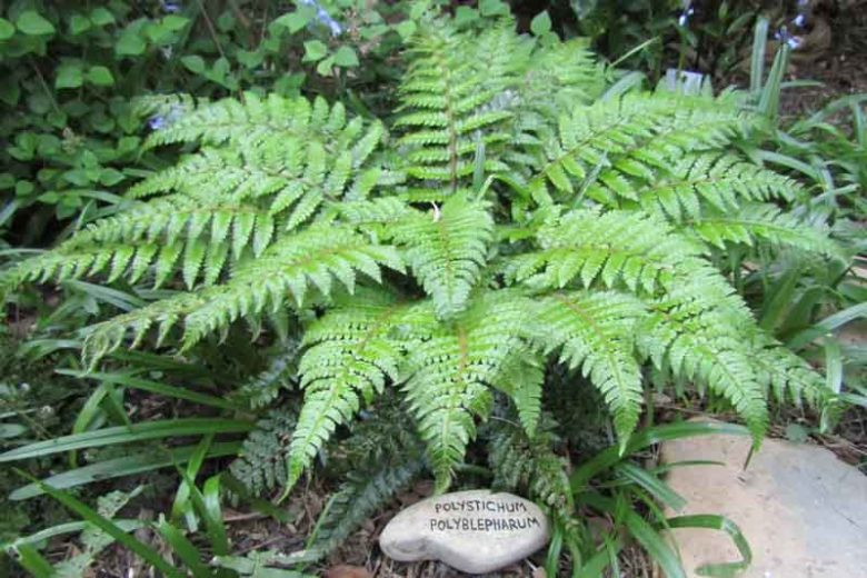 Polystichum polyblepharum, Japanese Lace Fern, Japanese Tassel Fern, Tassel Fern, Bristle Fern, Evergreen Fern, Shade plants, shade perennial, plants for shade