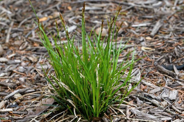 Carex pensylvanica, Pennsylvania Sedge, Carex marginata, Carex stolonifera, Ornamental grasses, Ornamental grass, Decorative grasses, grasses, perennial grasses