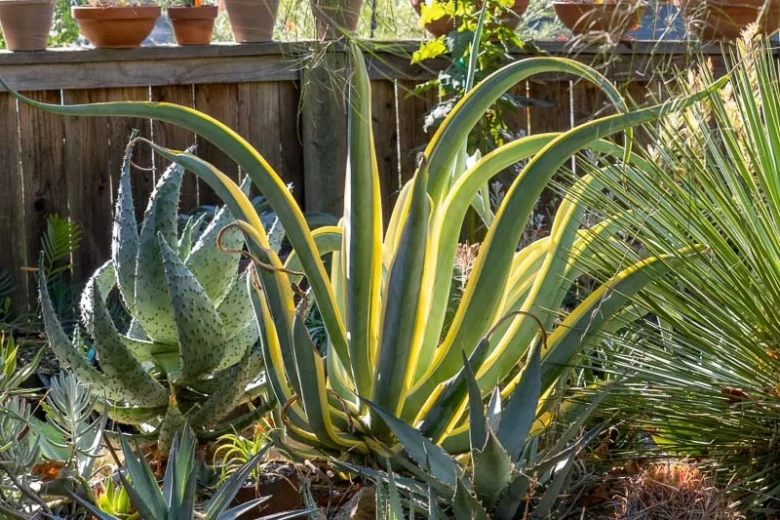 Agave vilmoriniana,Octopus Agave, Yellow flowers, drought tolerant plant, evergreen plant