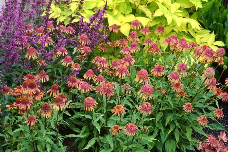 Echinacea 'Secret Desire', Coneflower 'Secret Desire', Orange coneflower, Orange coneflowers, Orange Echinacea, Double coneflower, Double coneflowers, Double Echinacea, Coneflower, Coneflowers