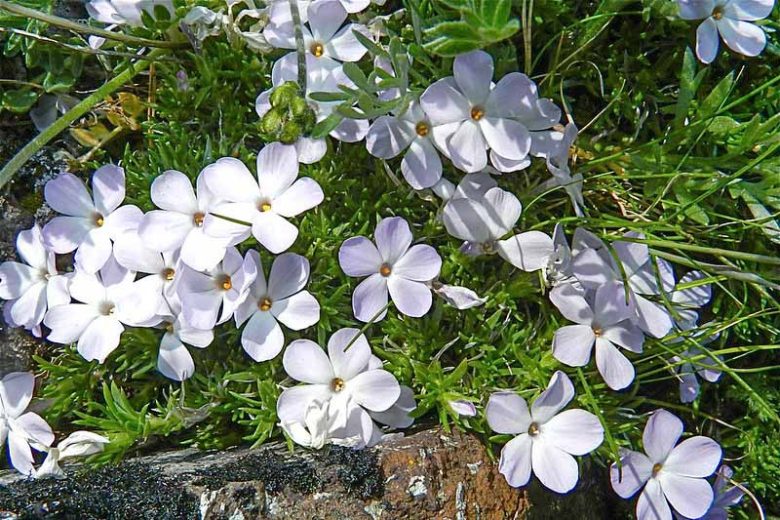 Phlox diffusa, Mat Phlox, Spreading Phlox, Lavender Phlox, Lavender flowers, Groundcover, Perennial groundcover, White Phlox, White flowers