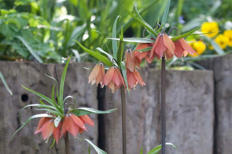 Fritillaria Imperialis Premier, Crown Imperial, mid Spring bloom, Fritillaria Premier, late Spring bloom, orange crown imperial