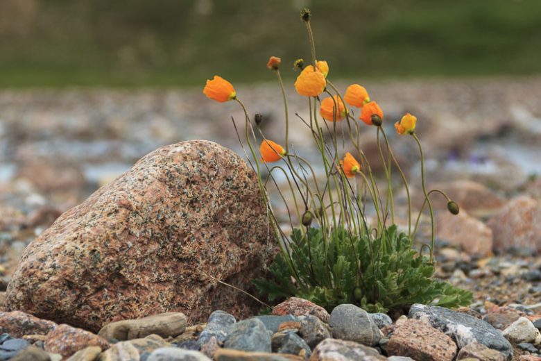 Alpinum Poppy, Alpine Poppy, Alpine Parsley, Dwarf Poppy, Rock Garden Flowers